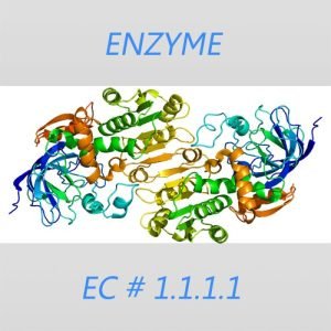 Alcohol dehydrogenase 2